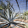 Inside Garfield Park Conservatory