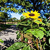 Sunflower in Winnemac Park